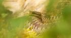 adder_HB_280723b.jpg