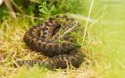 adder_HB_280723cc.jpg
