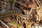 adder_MM_190423aa.jpg