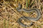 adder_MM_190423cc.jpg