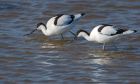 avocet_LM_080322b.jpg