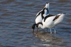 avocet_LM_080322d.jpg