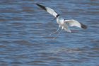 avocet_LM_080322e.jpg