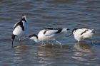 avocet_LM_080322g.jpg