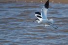 avocet_LM_080322j.jpg