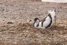 avocet_LM_310323c.jpg