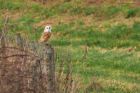 barnOwl_lunt_020323a.jpg