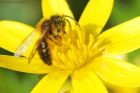 bee4ID_gdn_020423a.jpg