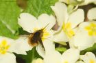 beeFly_HB_070423a.jpg