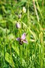 beeOrchid_MM_310522a.jpg