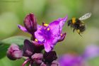 bee_gdn_290523a.jpg