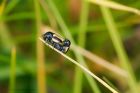 beetles_gite2_200622a.jpg