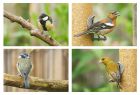 birds_gdn_280623a.jpg