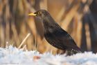 blackbird_LM_151222a.jpg