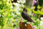 blackbird_gdn_020623a.jpg