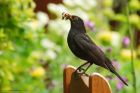 blackbird_gdn_060623a.jpg