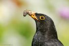 blackbird_gdn_060623aa.jpg