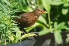 blackbird_gdn_060623b.jpg