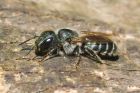 blueMasonBee_gdn_190723a.jpg