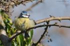 blueTit_LM_100323a.jpg