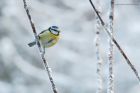 blueTit_LM_151222a.jpg