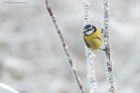 blueTit_LM_151222b.jpg