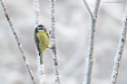 blueTit_LM_151222c.jpg