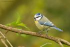 blueTit_MMWWT_140423a.jpg