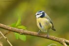 blueTit_MMWWT_140423b.jpg