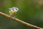 blueTit_MMWWW_030123a.jpg