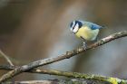 blueTit_MiMWWT_171221a.jpg