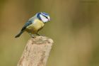 blueTit_brock_240323a.jpg