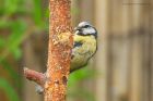 blueTit_gdn_280623b.jpg