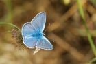 blue_Noirmoutier_230622a.jpg