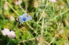 blue_Noirmoutier_230622b.jpg