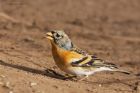 brambling_MMWWT_110222a.jpg