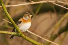 brambling_MMWWT_110222b.jpg