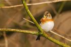 brambling_MMWWT_110222c.jpg