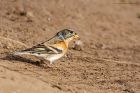 brambling_MMWWT_110222d.jpg