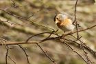 brambling_MMWWT_110222e.jpg