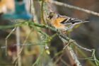 brambling_MiMWWT_171221a.jpg