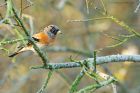 brambling_MiMWWT_171221b.jpg