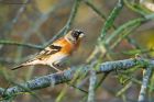 brambling_MiMWWT_171221c.jpg