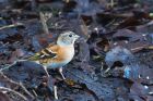 brambling_MiMWWT_171221d.jpg