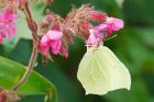 brimstone_MMWWT_120821aa.jpg