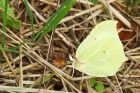 brimstone_MMWWT_130821b.jpg