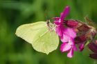 brimstone_MMWWT_190523a.jpg