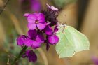 brimstone_gdn_030523a.jpg