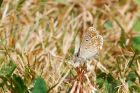 brownArgus_gite2_200622a.jpg