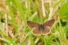 brownArgus_gite2_210622a.jpg